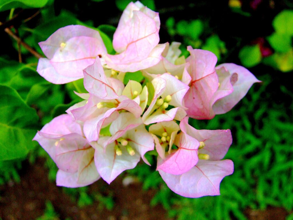 Imperial Thai Delight bougainvillea (white with a touch of pink)