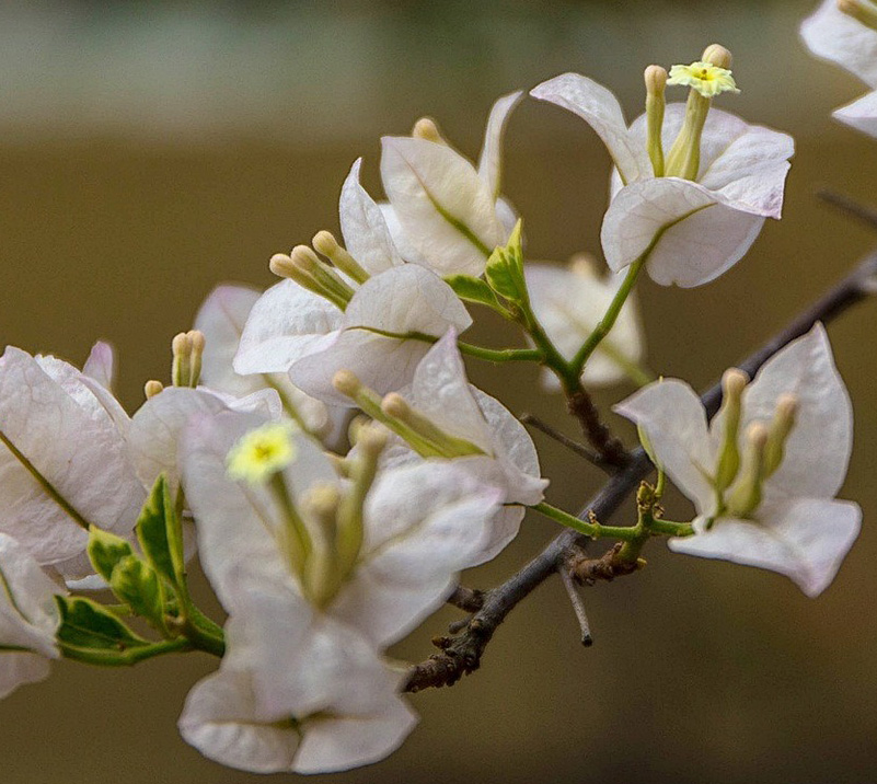 Mary Palmer's Enchantment bougainvillea (white).