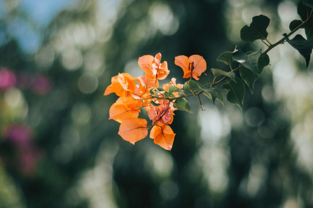 Orange King bougainvillea (bright orange).
