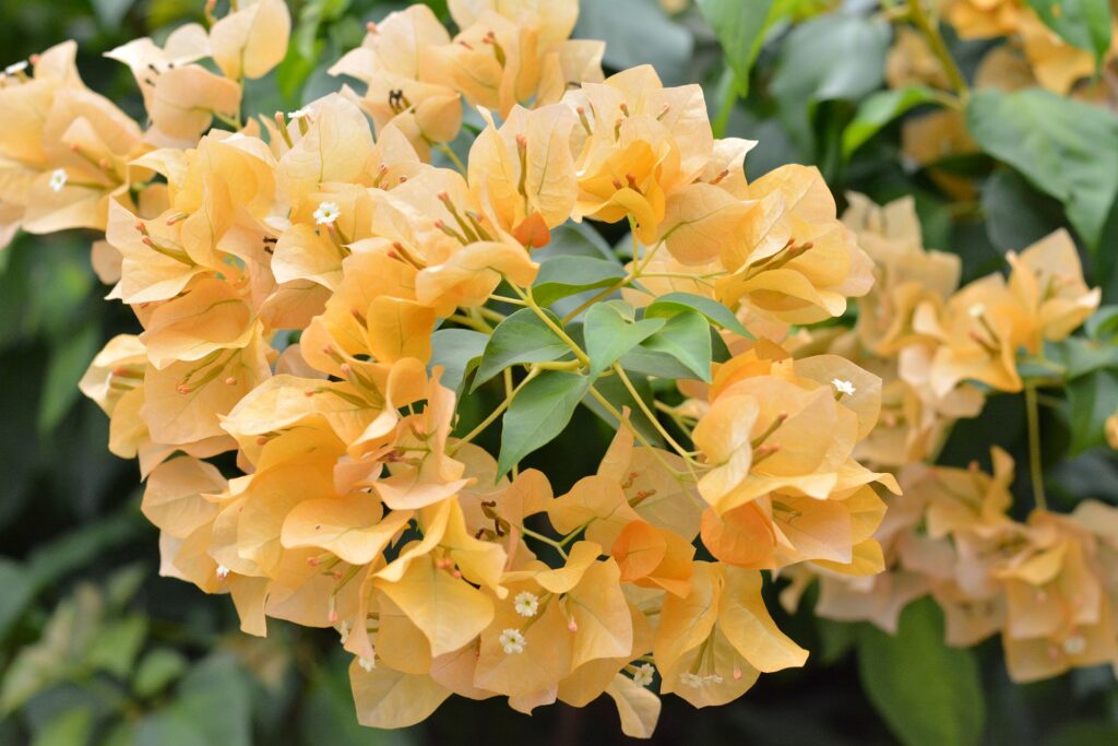 Orange Ice bougainvillea (light orange).