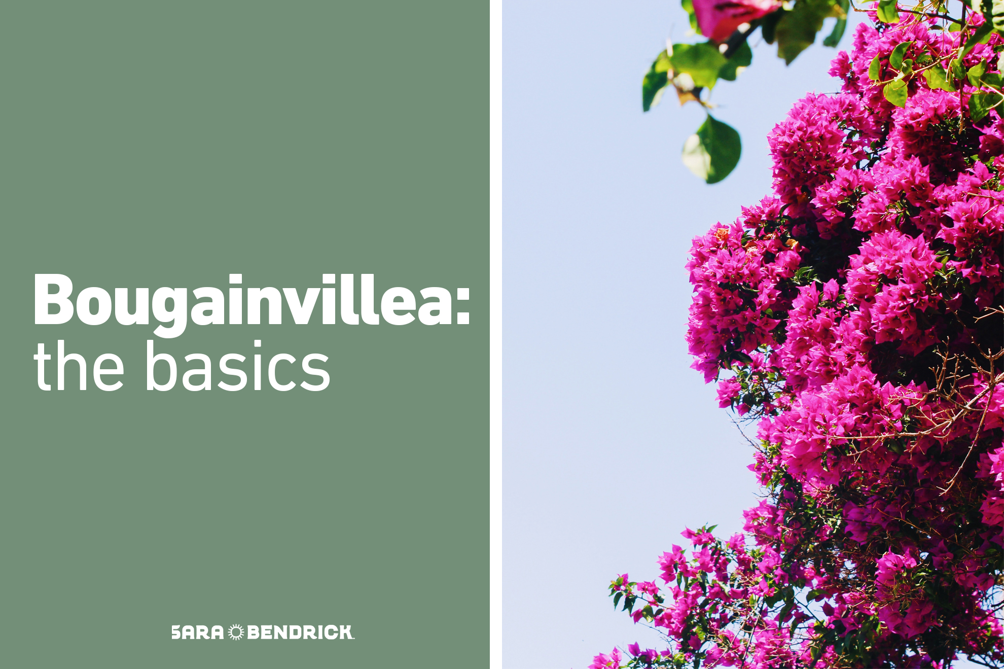 bougainvillea-101-sara-bendrick
