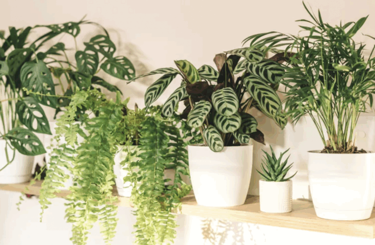 Not sure how to keep your plant baby healthy? 🌿 The type of water you use actually matters more than you think.